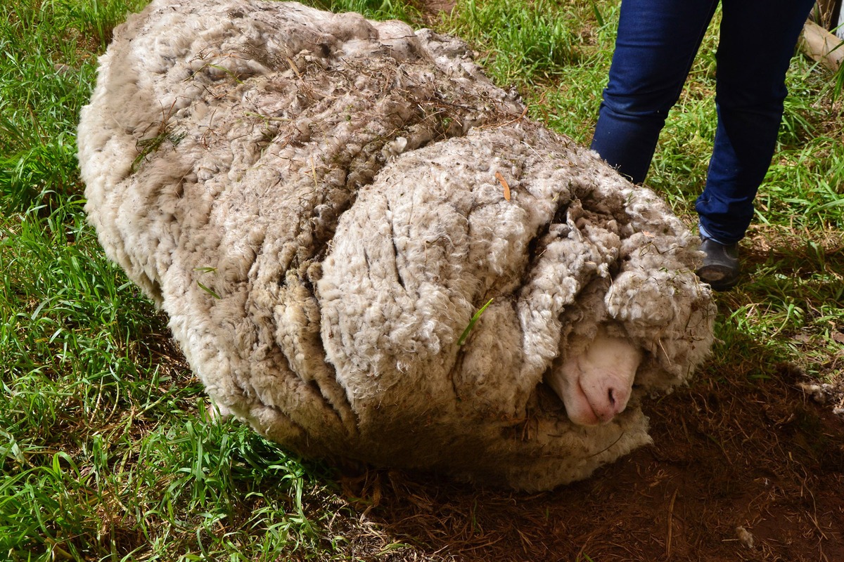 Из 8 кг шерсти. Шерсть барана. Шерсть овечки.
